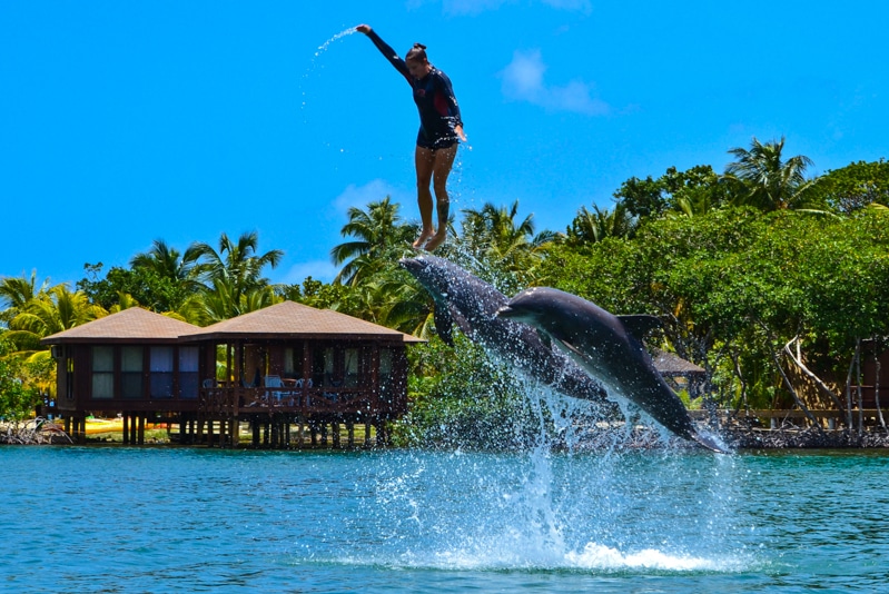 Dolphin Action Swim